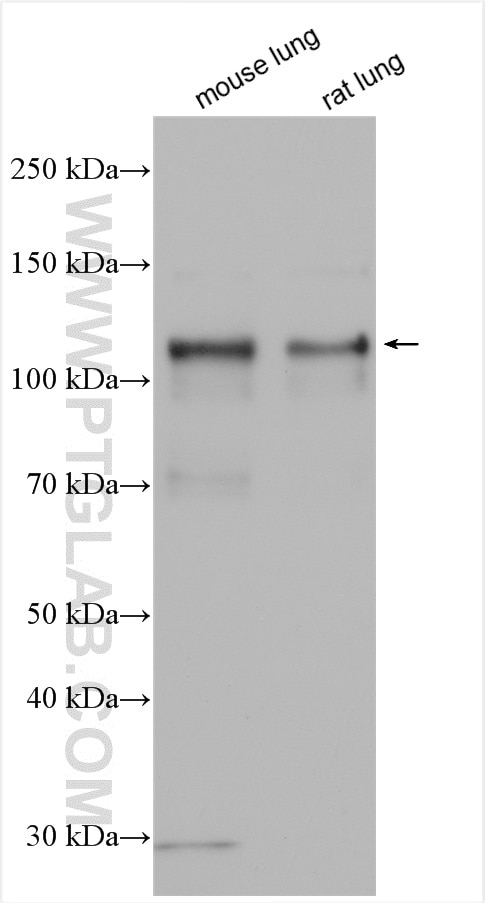 Western Blot (WB) analysis of various lysates using RASIP1 Polyclonal antibody (17971-1-AP)