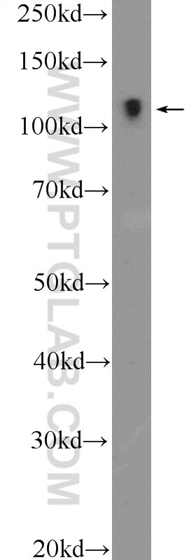 Western Blot (WB) analysis of NIH/3T3 cells using RASIP1 Polyclonal antibody (26064-1-AP)