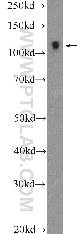 Western Blot (WB) analysis of NIH/3T3 cells using RASIP1 Polyclonal antibody (26064-1-AP)