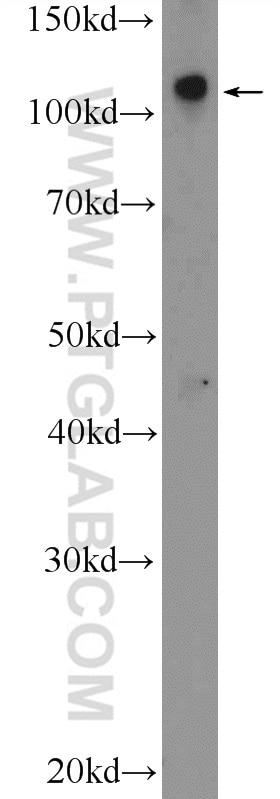 Western Blot (WB) analysis of mouse lung tissue using RASIP1 Polyclonal antibody (26064-1-AP)