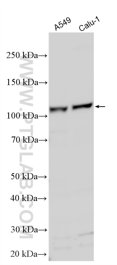 Western Blot (WB) analysis of various lysates using RASIP1 Polyclonal antibody (26064-1-AP)