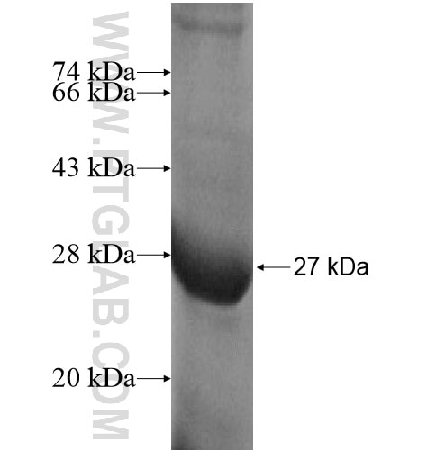 RASL10B fusion protein Ag11561 SDS-PAGE