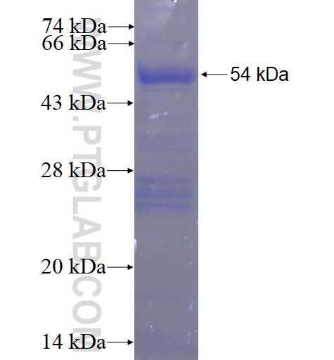 RASL11B fusion protein Ag4277 SDS-PAGE