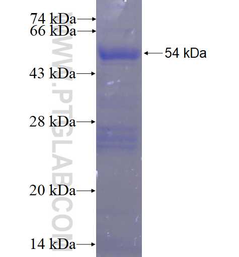 RASL11B fusion protein Ag4277 SDS-PAGE