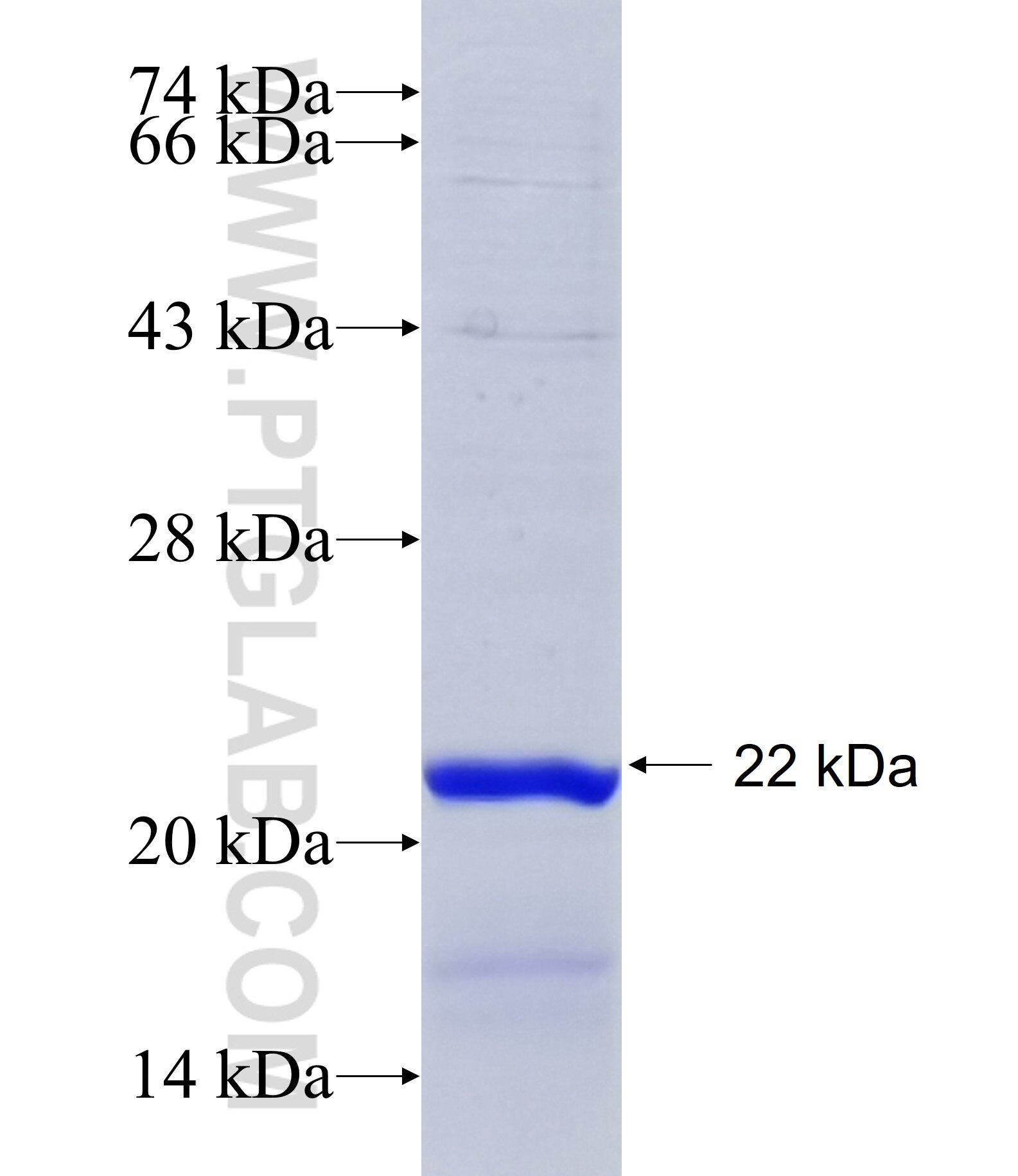 RASL12 fusion protein Ag34876 SDS-PAGE