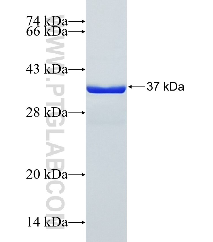 RASSF2 fusion protein Ag34274 SDS-PAGE