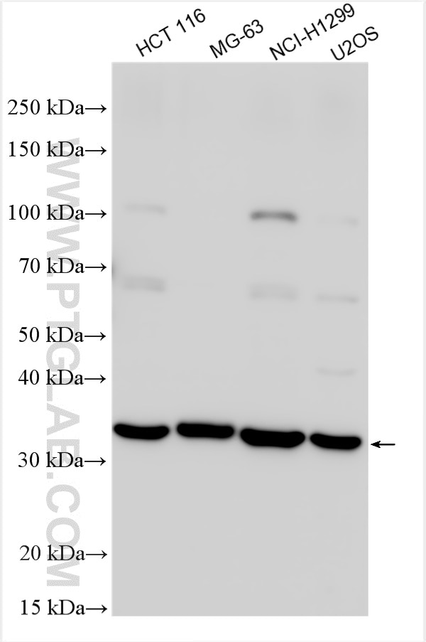 Western Blot (WB) analysis of various lysates using RASSF4 Polyclonal antibody (19118-1-AP)