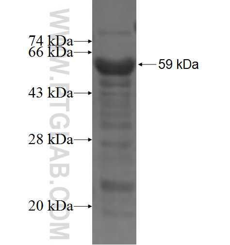RASSF4 fusion protein Ag4475 SDS-PAGE