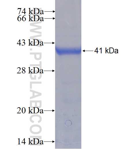 RASSF4 fusion protein Ag5780 SDS-PAGE
