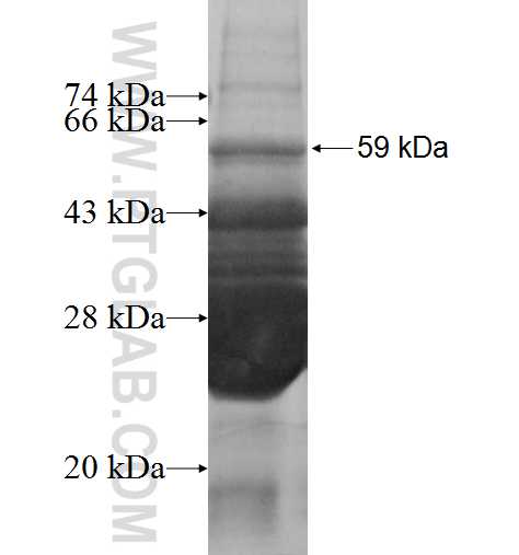 RASSF5 fusion protein Ag1033 SDS-PAGE