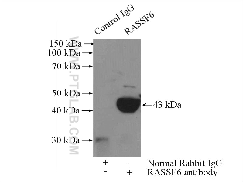Immunoprecipitation (IP) experiment of HepG2 cells using RASSF6 Polyclonal antibody (11921-1-AP)