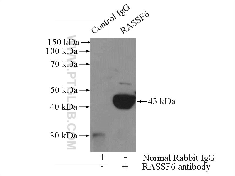 Immunoprecipitation (IP) experiment of HepG2 cells using RASSF6 Polyclonal antibody (11921-1-AP)