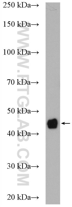 Western Blot (WB) analysis of HT-29 cells using RASSF6 Polyclonal antibody (11921-1-AP)