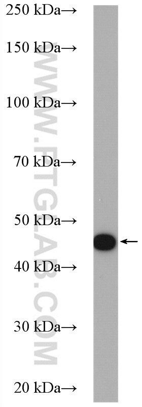 Western Blot (WB) analysis of MDA-MB-453s cells using RASSF6 Polyclonal antibody (11921-1-AP)