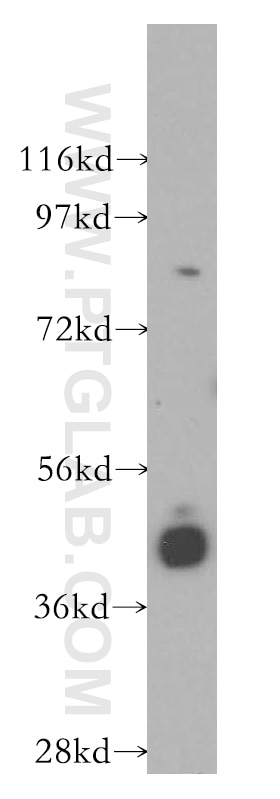 Western Blot (WB) analysis of COLO 320 cells using RASSF6 Polyclonal antibody (11921-1-AP)