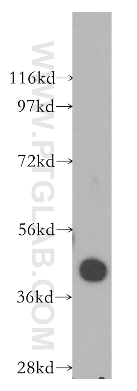 Western Blot (WB) analysis of U-937 cells using RASSF6 Polyclonal antibody (11921-1-AP)