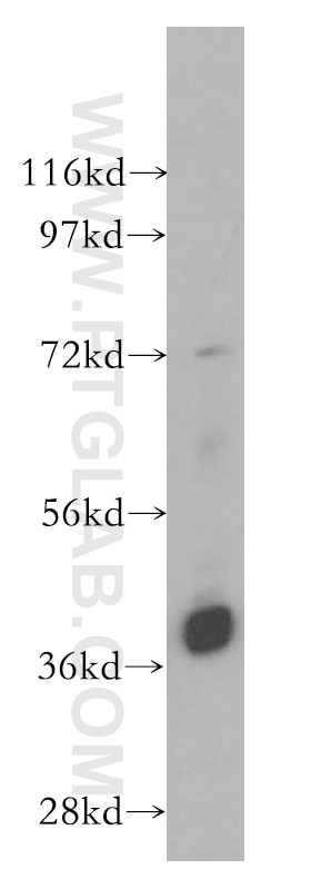 Western Blot (WB) analysis of HepG2 cells using RASSF6 Polyclonal antibody (11921-1-AP)