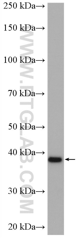 Western Blot (WB) analysis of HepG2 cells using RASSF7 Polyclonal antibody (21753-1-AP)