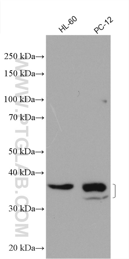 Western Blot (WB) analysis of various lysates using RASSF7 Polyclonal antibody (21753-1-AP)