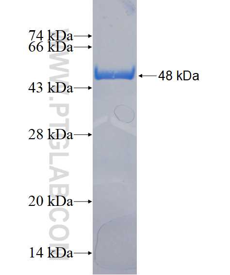 RASSF7 fusion protein Ag16123 SDS-PAGE