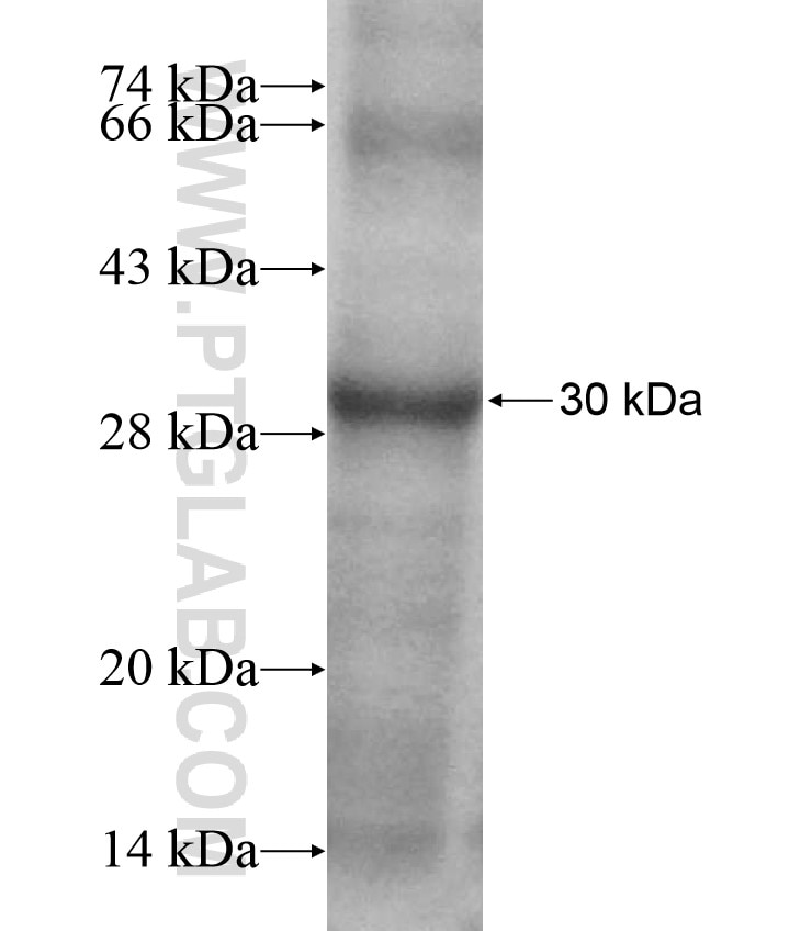 RASSF7 fusion protein Ag17079 SDS-PAGE