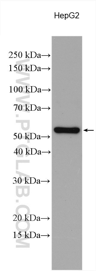 Western Blot (WB) analysis of various lysates using PAMCI Polyclonal antibody (12861-1-AP)