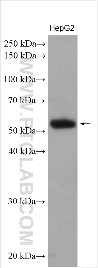 Western Blot (WB) analysis of HepG2 cells using PAMCI Polyclonal antibody (12861-1-AP)