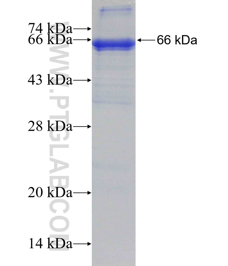 RASSF9 fusion protein Ag3976 SDS-PAGE