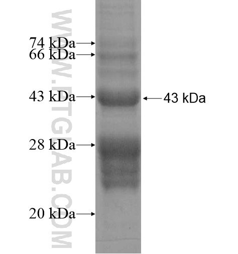 RAVER1 fusion protein Ag13292 SDS-PAGE