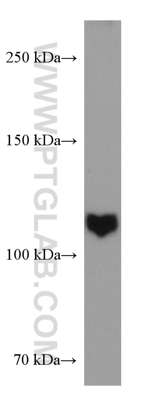 Western Blot (WB) analysis of K-562 cells using RB1 Monoclonal antibody (67521-1-Ig)