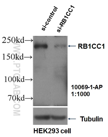 Western Blot (WB) analysis of HEK-293 cells using RB1CC1 Polyclonal antibody (10069-1-AP)