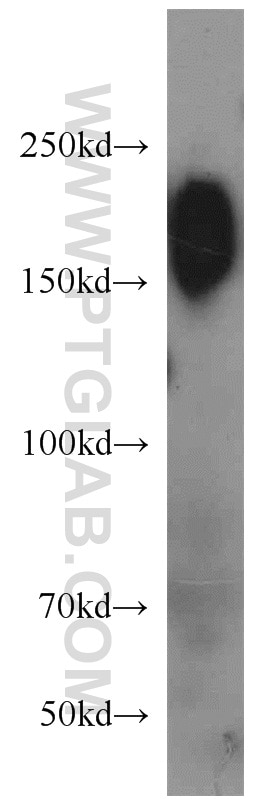 WB analysis of NIH/3T3 using 10069-1-AP