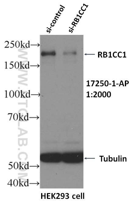 Western Blot (WB) analysis of HEK-293 cells using RB1CC1 Polyclonal antibody (17250-1-AP)