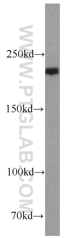 WB analysis of MCF-7 using 17250-1-AP