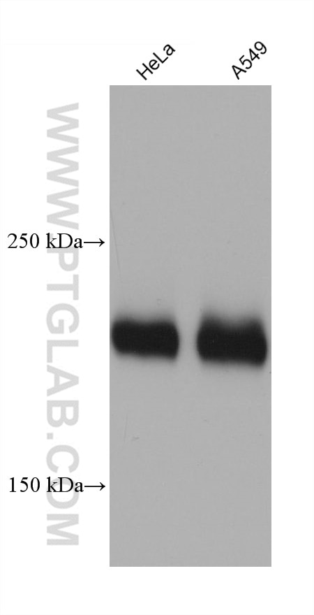 Western Blot (WB) analysis of various lysates using RB1CC1 Monoclonal antibody (68564-1-Ig)