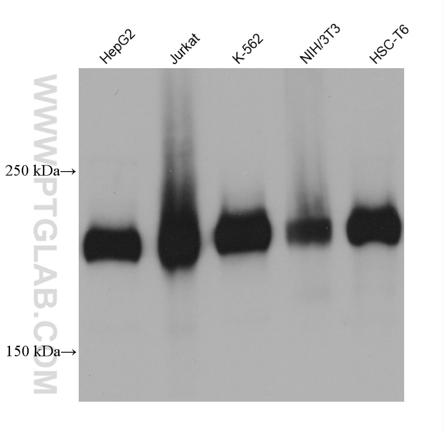 Western Blot (WB) analysis of various lysates using RB1CC1 Monoclonal antibody (68564-1-Ig)