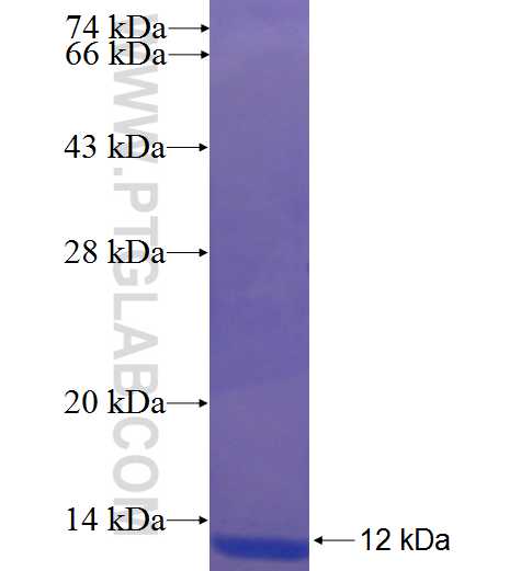 RBAK fusion protein Ag23232 SDS-PAGE