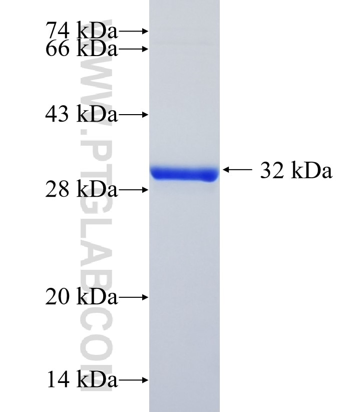 RBAK fusion protein Ag23245 SDS-PAGE