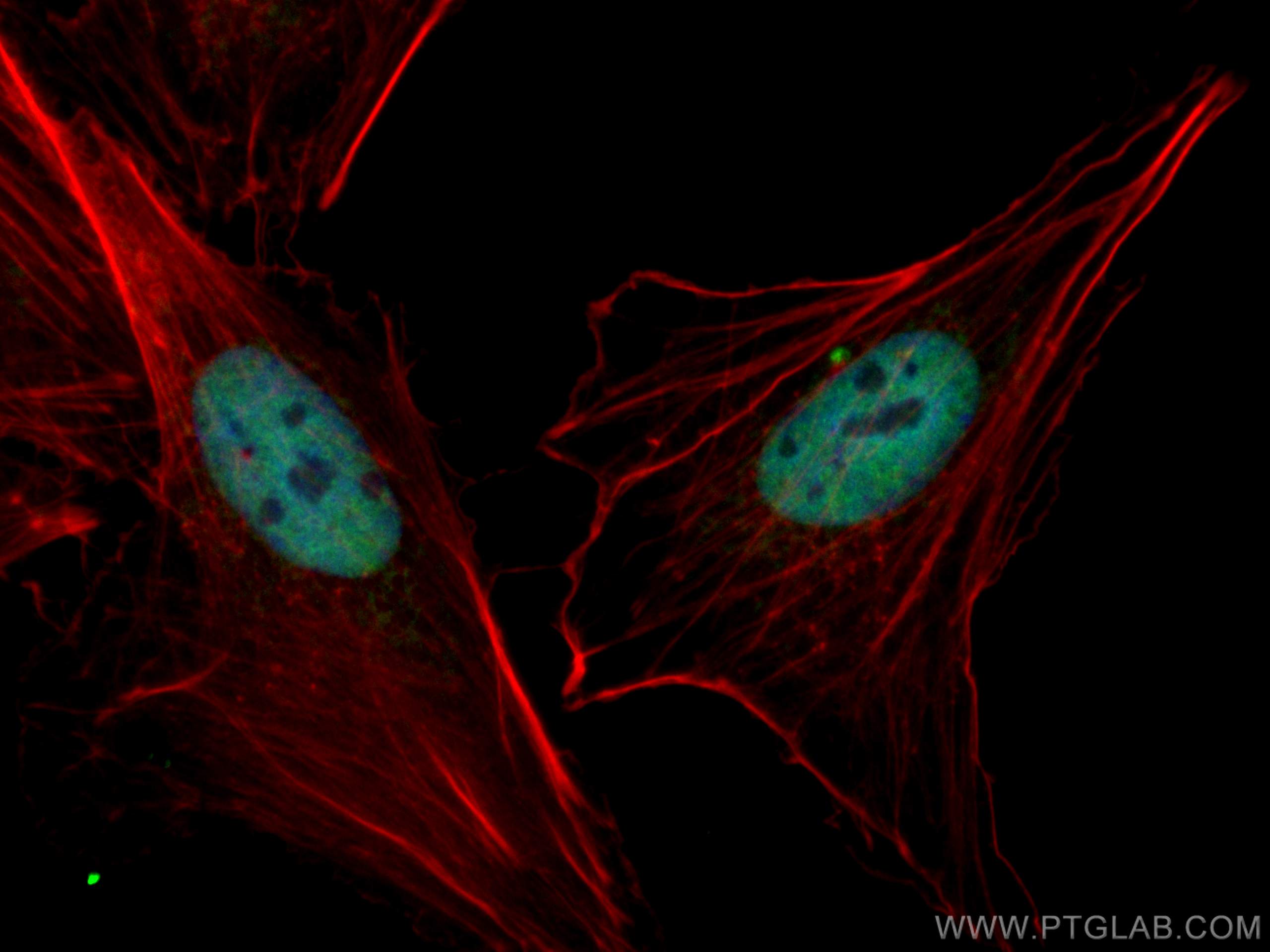 Immunofluorescence (IF) / fluorescent staining of A549 cells using CoraLite® Plus 488-conjugated RBAP48 Monoclonal an (CL488-66060)