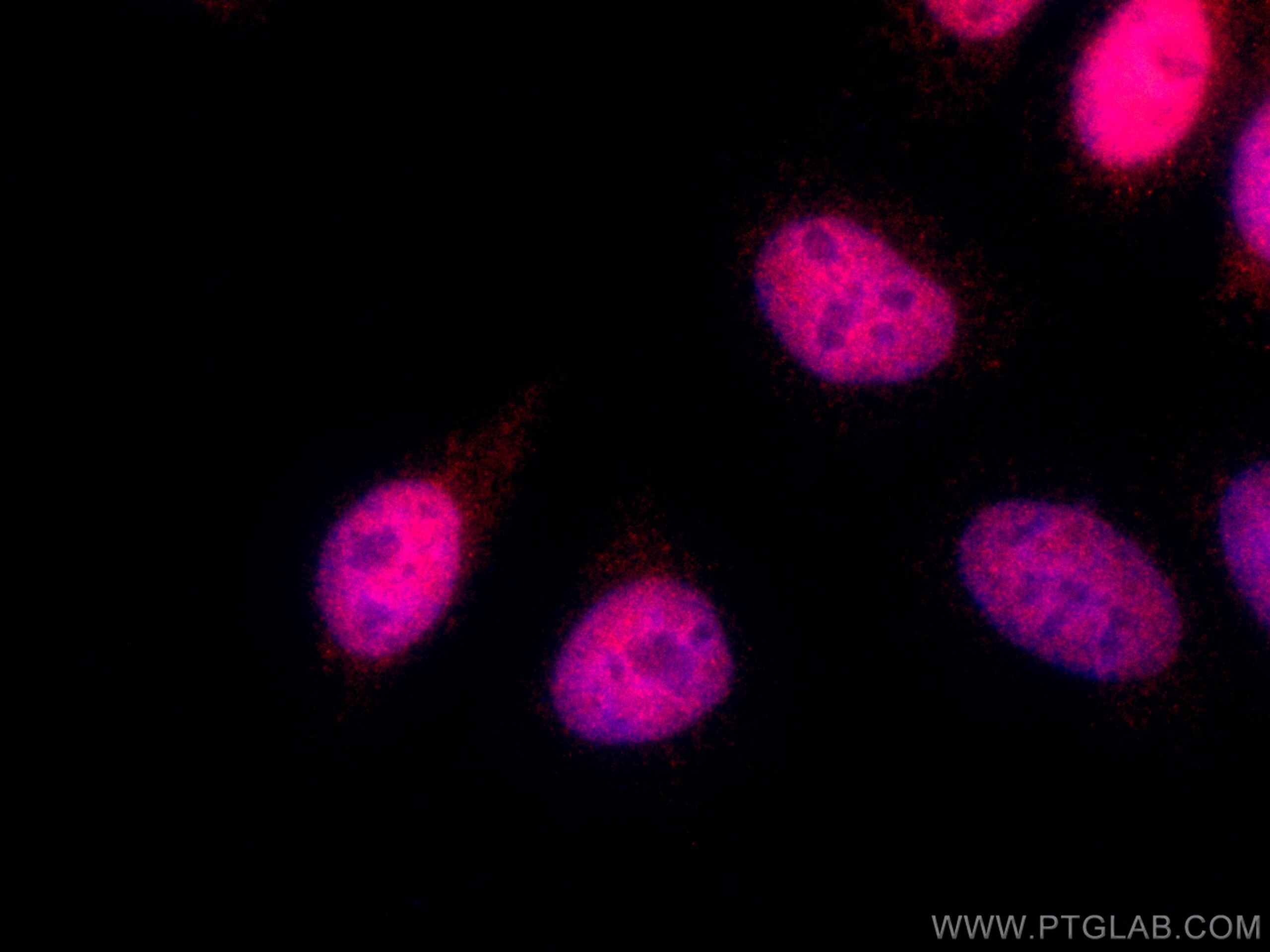 Immunofluorescence (IF) / fluorescent staining of HepG2 cells using CoraLite®555-conjugated RBAP48 Monoclonal antibody (CL555-66060)