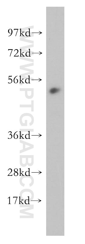 Western Blot (WB) analysis of K-562 cells using RBAP48 Polyclonal antibody (14557-1-AP)