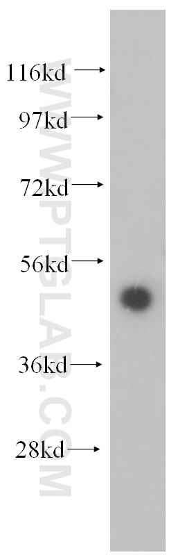 Western Blot (WB) analysis of mouse thymus tissue using RBAP48 Polyclonal antibody (14557-1-AP)