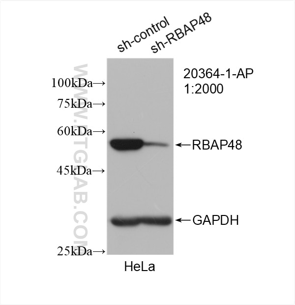 Western Blot (WB) analysis of HeLa cells using RBAP48 Polyclonal antibody (20364-1-AP)