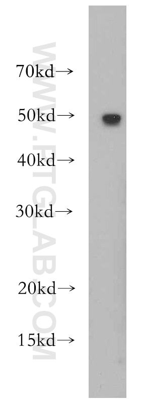 Western Blot (WB) analysis of HepG2 cells using RBAP48 Polyclonal antibody (20364-1-AP)