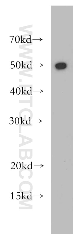 Western Blot (WB) analysis of K-562 cells using RBAP48 Polyclonal antibody (20364-1-AP)