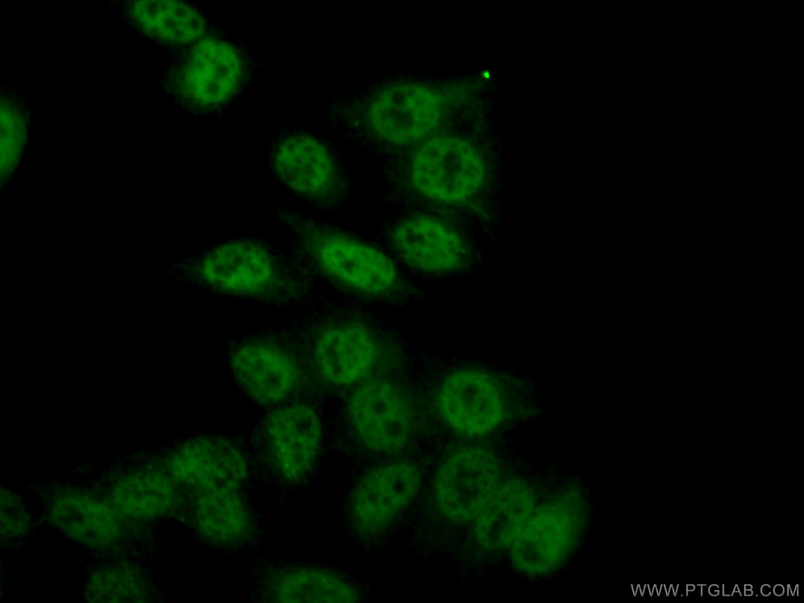 Immunofluorescence (IF) / fluorescent staining of HepG2 cells using RBAP48 Monoclonal antibody (66060-1-Ig)