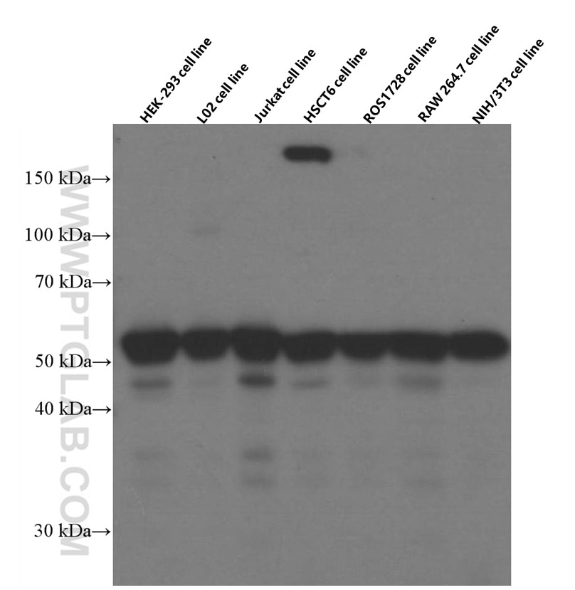 Western Blot (WB) analysis of various lysates using RBAP48 Monoclonal antibody (66060-1-Ig)