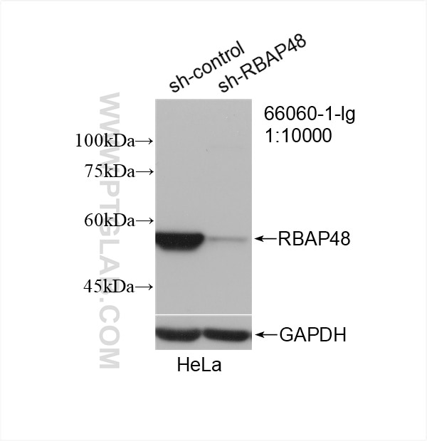 Western Blot (WB) analysis of HeLa cells using RBAP48 Monoclonal antibody (66060-1-Ig)