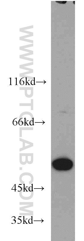 RBAP48 Monoclonal antibody