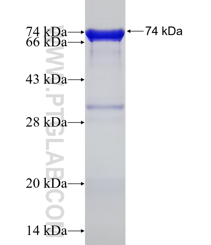 RBBP4 fusion protein Ag6110 SDS-PAGE